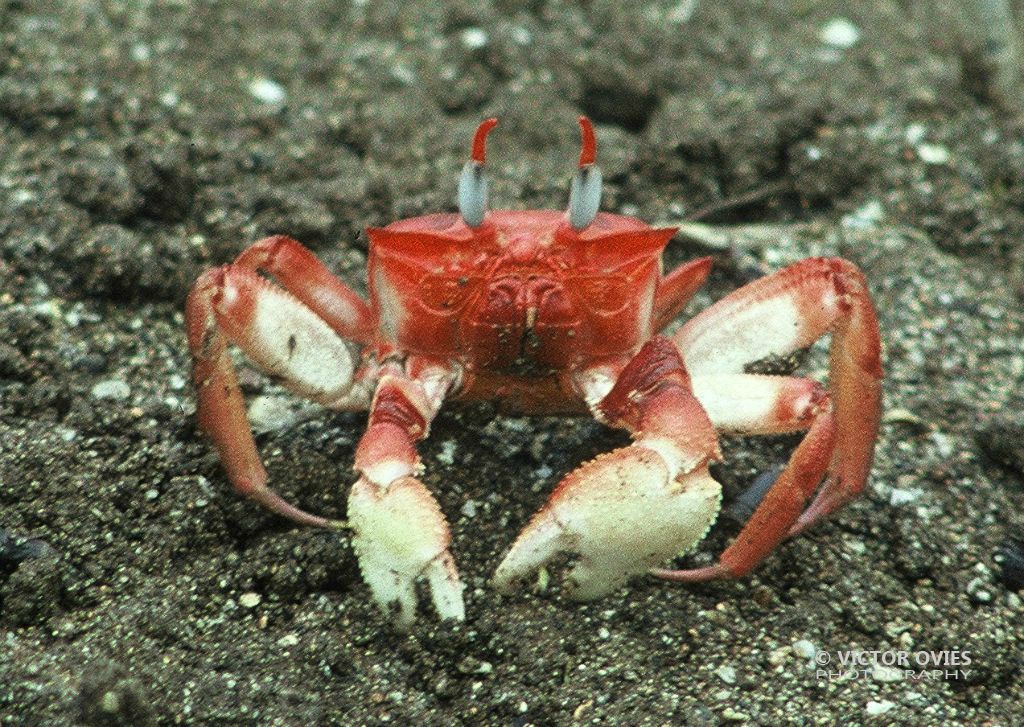 Crab (Cangrejo)